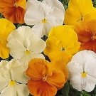 Pansy Matrix Citrus Mix 250 seeds