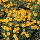 Cosmos Cosmic Yellow 500 seeds
