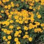 Cosmos Cosmic Yellow 500 seeds