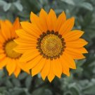 Gazania Kiss Frosty Orange 250 seeds