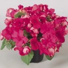 Impatiens Candy Neon Rose 500 seeds