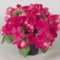 Impatiens Candy Neon Rose 500 seeds