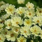 Cosmos Xanthos 250 seeds