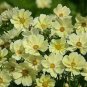 Cosmos Xanthos 250 seeds