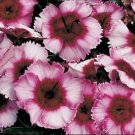 Dianthus Parfait Super Raspberry 250 seeds