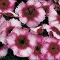 Dianthus Parfait Super Raspberry 250 seeds