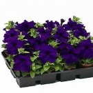 Petunia Tritunia Blue 1,000 seeds