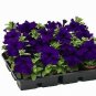 Petunia Tritunia Blue 1,000 seeds