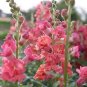 Snapdragon Madame Butterfly Bronze 500 seeds