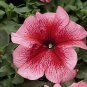 Petunia Tritunia Salmon Vein 1,000 seeds