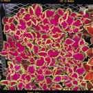 Coleus Fairway Rose 1,000 seeds
