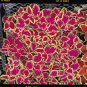 Coleus Fairway Rose 1,000 seeds