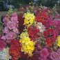 Snapdragon Madame Butterfly Mix 500 seeds
