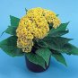 Celosia Amigo Yellow 1,000 seeds
