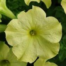 Petunia Sophistica Lime Green 100 seeds