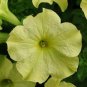Petunia Sophistica Lime Green 100 seeds