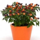 Pepper Ornamental Hot Pops Purple 100 seeds