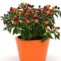 Pepper Ornamental Hot Pops Purple 100 seeds