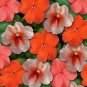 Impatiens Super Elfin Sedona Mix 500 seeds