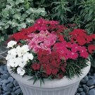 Dianthus Charms Magic Mix 250 seeds