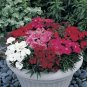 Dianthus Charms Magic Mix 250 seeds