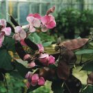 Dolichos (Lablab) Lablab Green Leaf 100 seeds