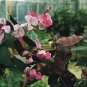 Dolichos (Lablab) Lablab Green Leaf 100 seeds