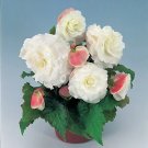 Begonia Nonstop Apple Blossom 250 seeds