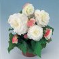 Begonia Nonstop Apple Blossom 250 seeds