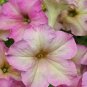 Petunia Sophistica Antique Shades 100 seeds