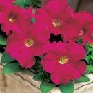 Petunia Tritunia Rose 1,000 seeds