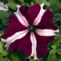Petunia Tritunia Crimson Star 1,000 seeds