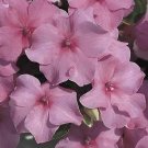 Impatiens Accent Deep Pink 500 seeds