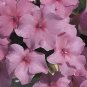 Impatiens Accent Deep Pink 500 seeds