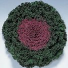 Flowering Kale Kamome Red 500 seeds