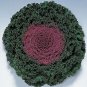 Flowering Kale Kamome Red 500 seeds