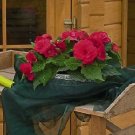 Begonia Nonstop Deep Rose 250 seeds
