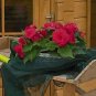 Begonia Nonstop Deep Rose 250 seeds