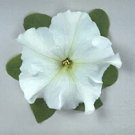 Petunia Ultra White 1,000 seeds