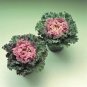 Flowering Kale Kamome Pink 500 seeds