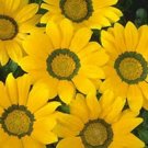 Gazania Daybreak Yellow 250 seeds
