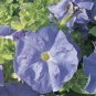 Petunia Ultra Sky Blue 1,000 seeds