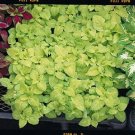 Coleus Fairway Yellow 1,000 seeds