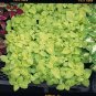 Coleus Fairway Yellow 1,000 seeds