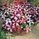 Petunia Tritunia Star Mix 1,000 seeds