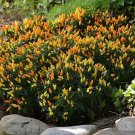 Pepper Ornamental Sedona Sun 100 seeds