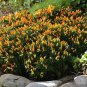 Pepper Ornamental Sedona Sun 100 seeds