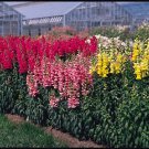 Snapdragon Sonnet Pink 1,000 seeds