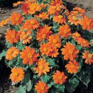 Tithonia Fiesta del Sol 250 seeds