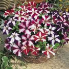 Petunia Ultra Star Mix 1,000 seeds